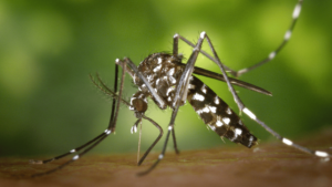 mosquito spring pests