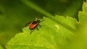 ticks spring pests